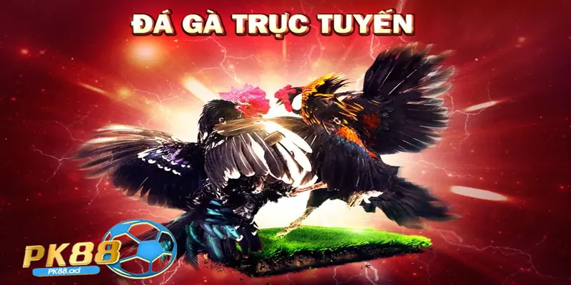 kèo đá gà trực tiếp